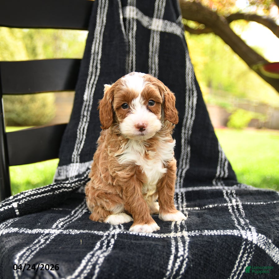 Cavapoo dogs for sale: Hunter - Ad 3