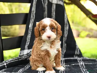 Cavapoo dogs for sale: Hunter - Ad 3