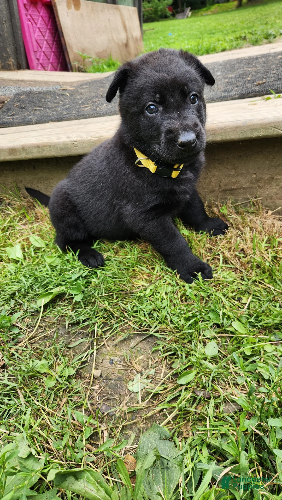 Belgian Malinois dogs for sale: Diesel (Yellow) - Ad 1
