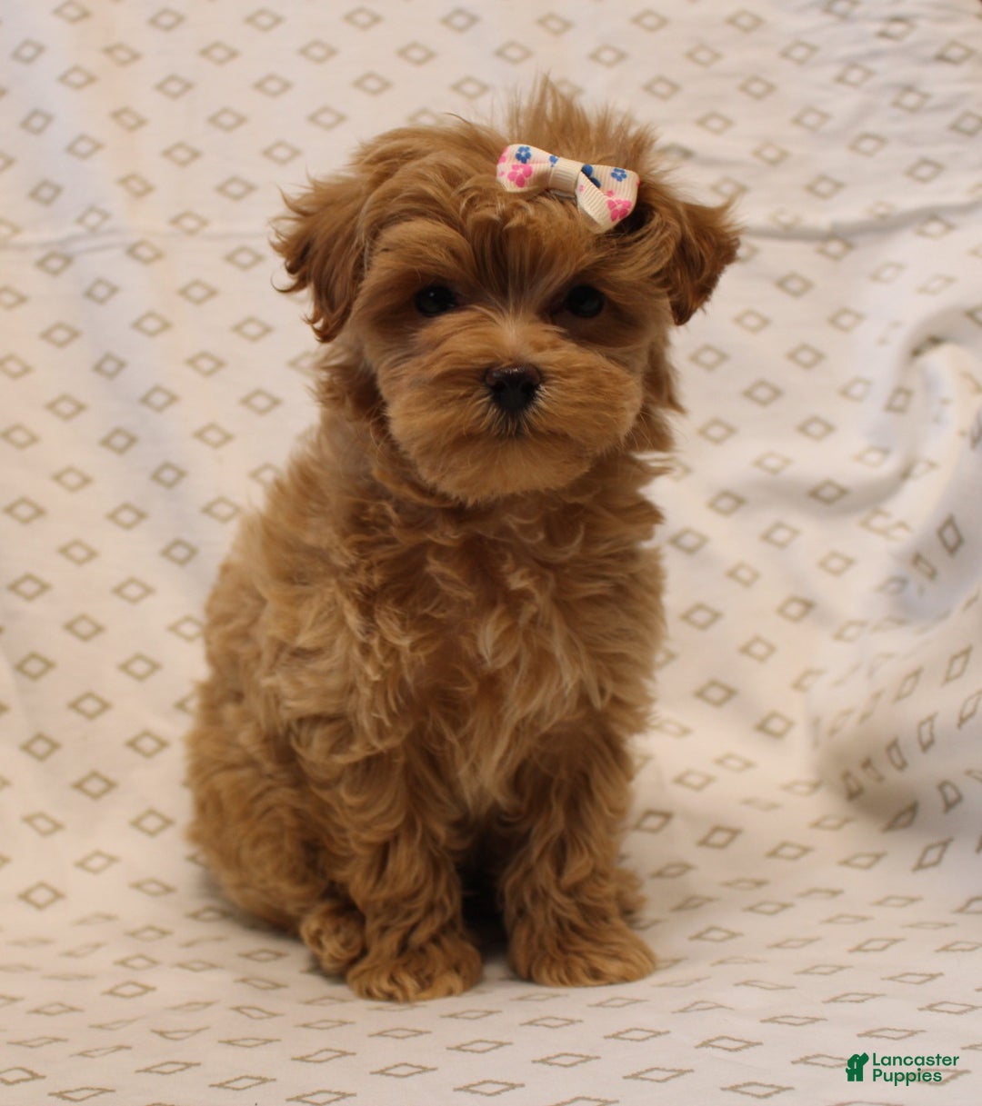 Maltipoo dogs for sale: Rosetta - Ad 7