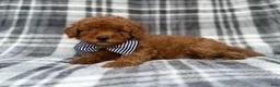 Cavapoo dogs for sale: Axel - Ad 8