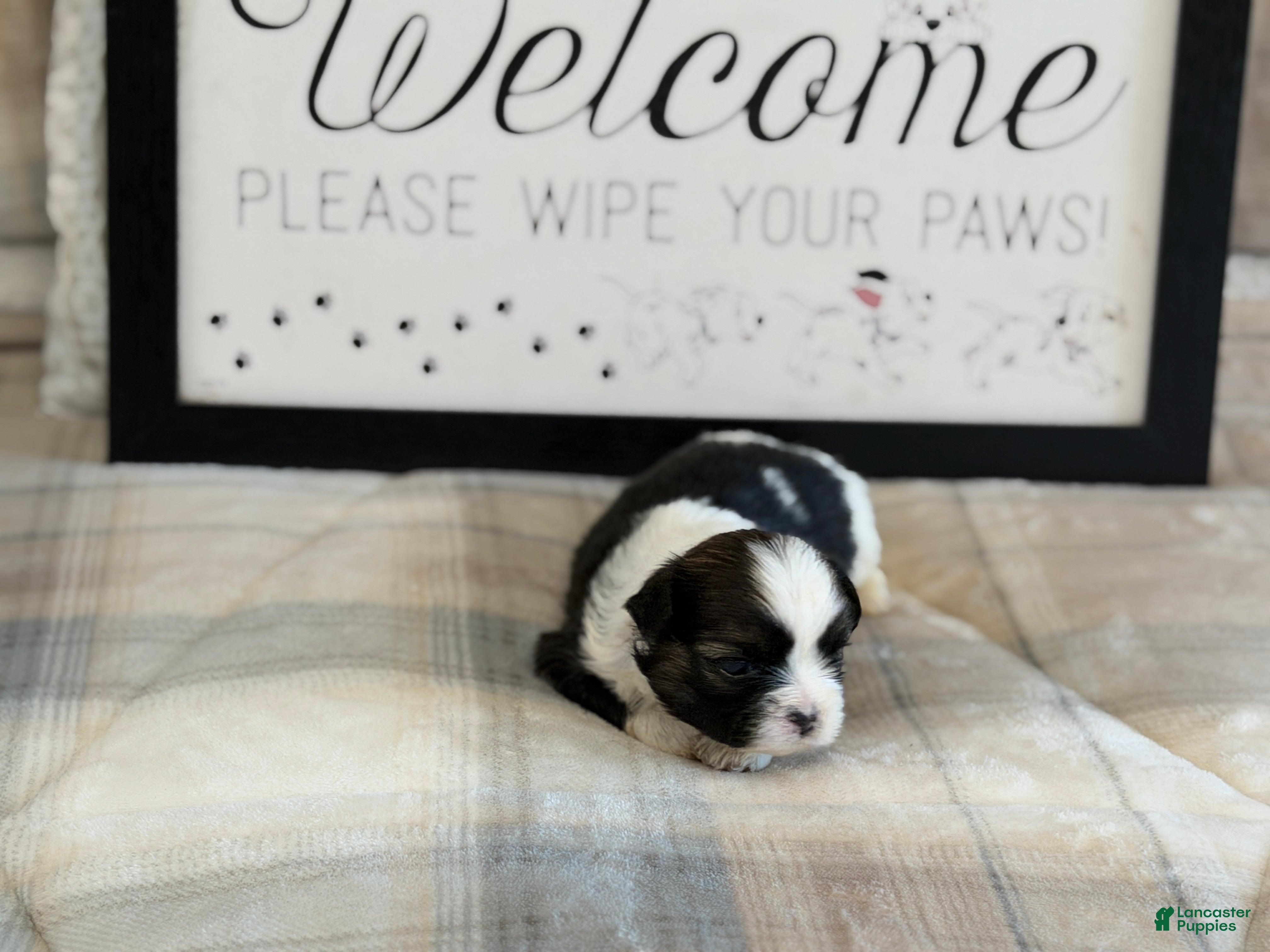 Shih Tzu dogs Bear - Ad 9