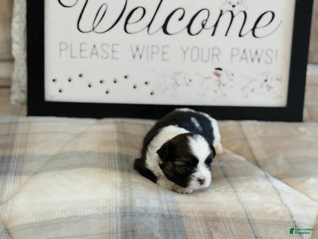 Shih Tzu dogs for sale: Bear - Ad 1