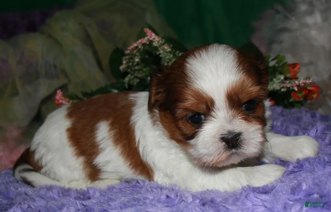 Shih Tzu dogs for sale: Ellie - Ad 7