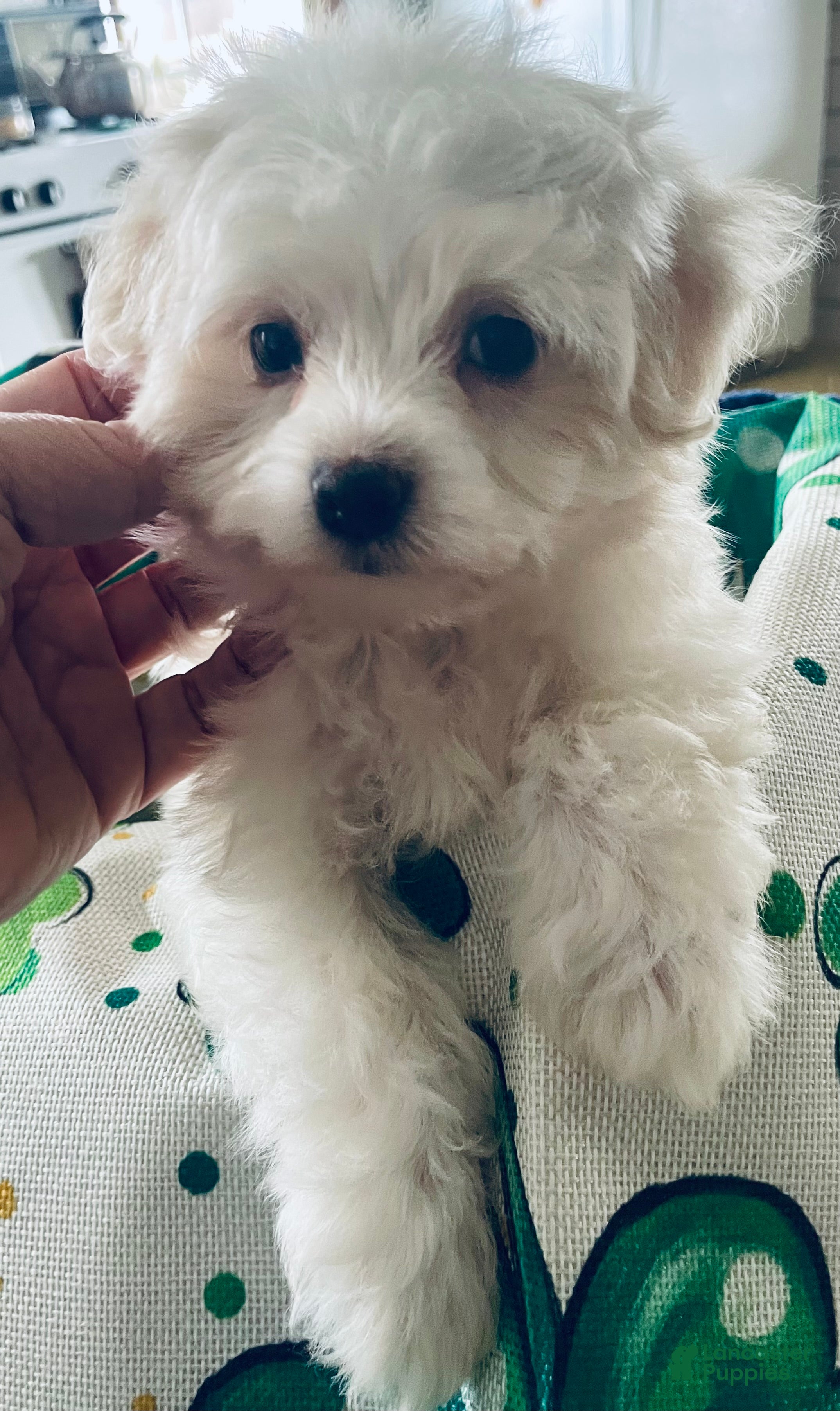 Havanese dogs Snow white - Ad 2