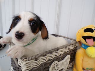 Mixed Breed dogs Mixed Breed Puppy 5 Cory - Ad 24