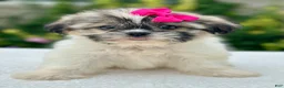 Shih Tzu dogs for sale: Girl Remy - Ad 6