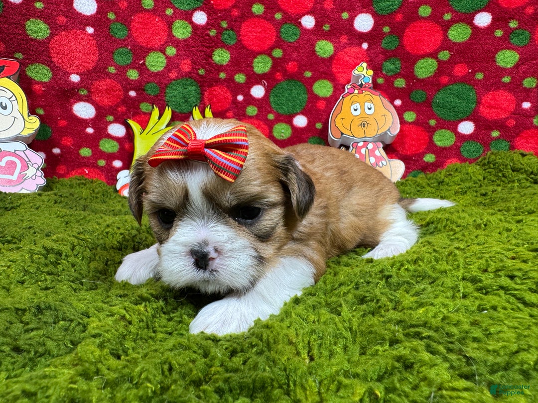 Shih Tzu dogs for sale: Shih Tzu Puppy 4 - Ad 3