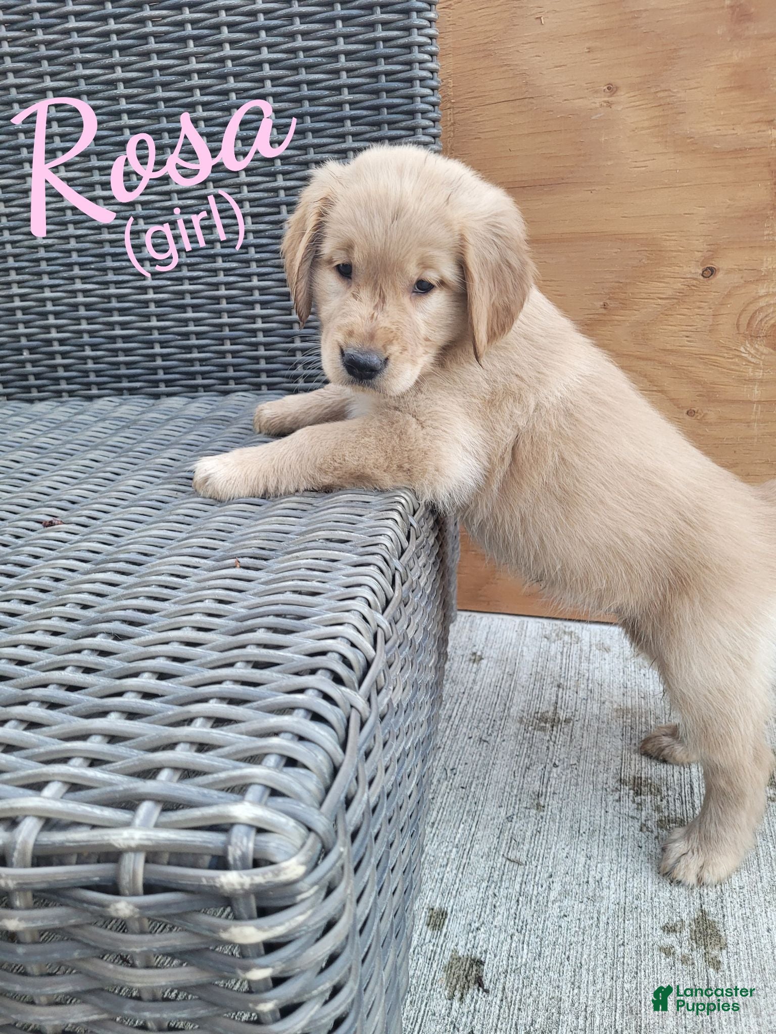 Golden Retriever dogs Rosa AKC - Ad 1