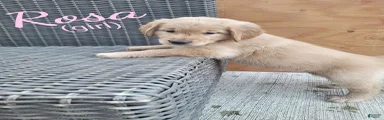 Rosa AKC