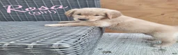 Golden Retriever dogs for sale: Rosa AKC - Ad 1