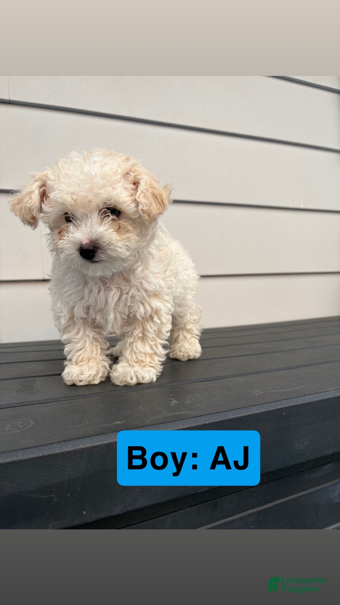 Toy Poodle dogs for sale: Toy Poodle 1 - Ad 1
