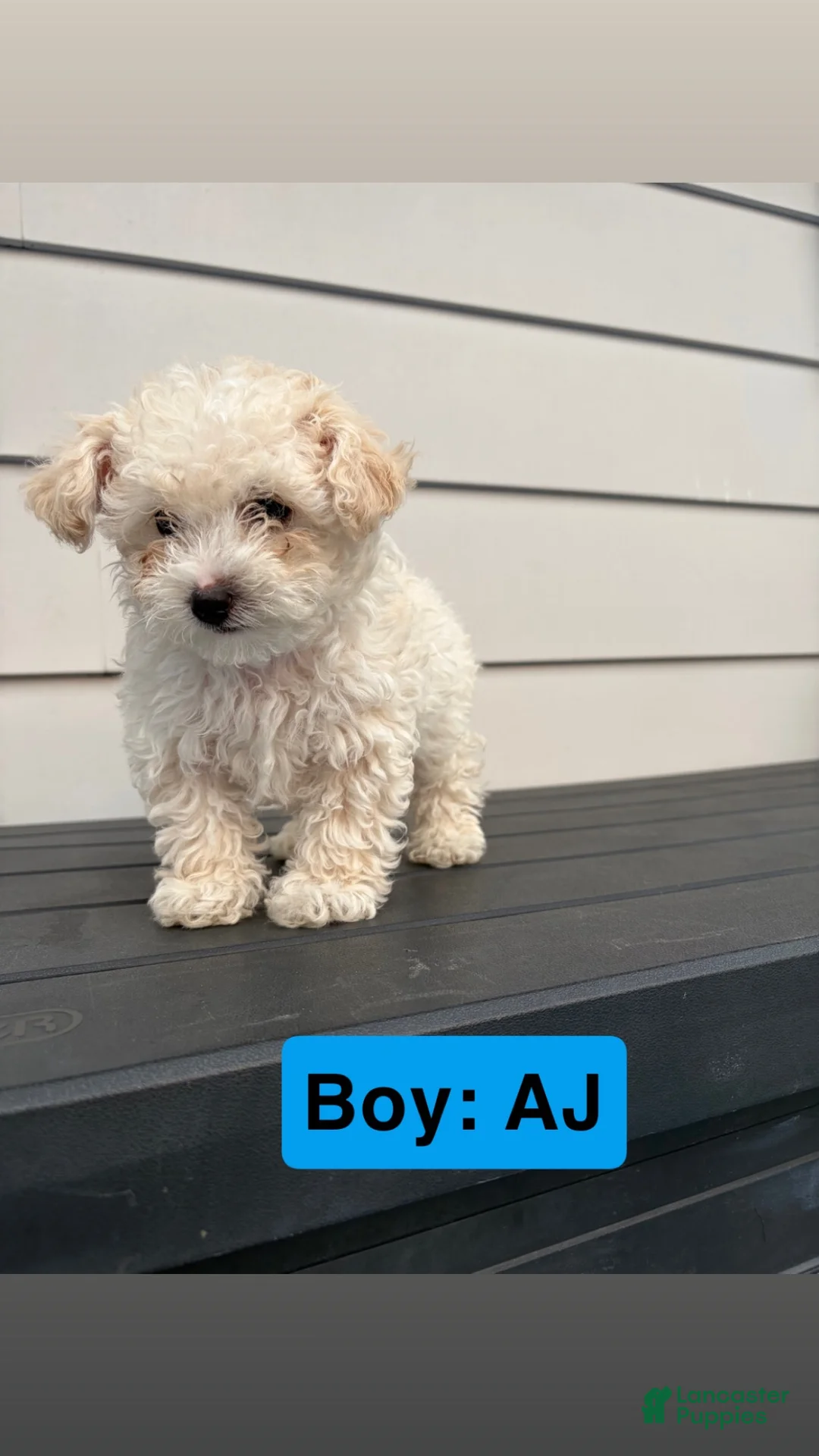 Toy Poodle dogs for sale: Toy Poodle 1 - Ad 1