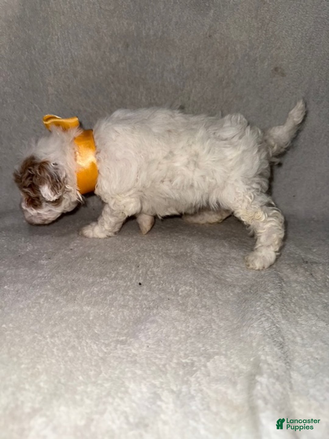 Cavapoo dogs for sale: Cavapoo Puppy 7 - Ad 2