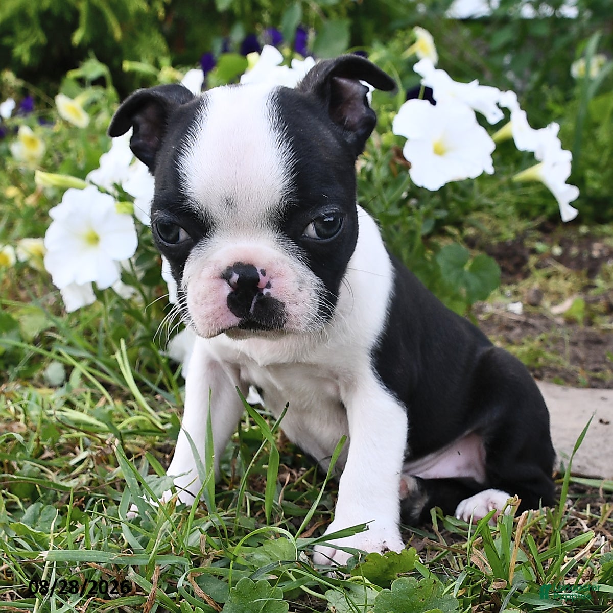 Boston Terrier dogs Sam  - Ad 2