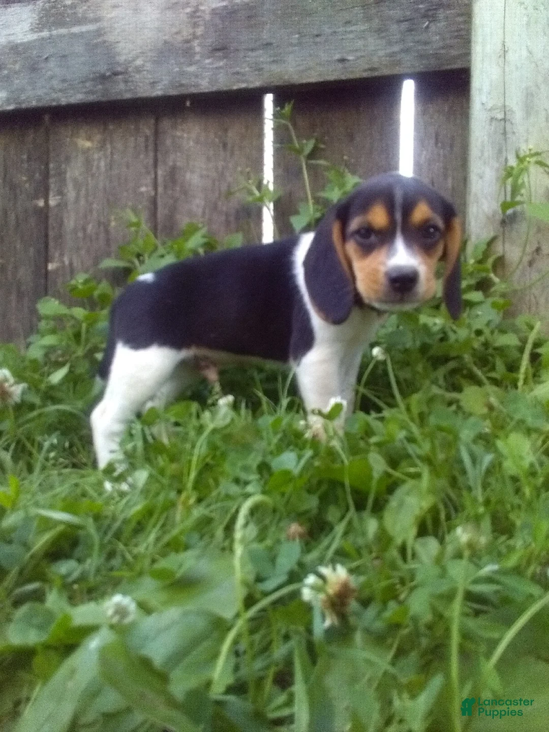 Beagle dogs for sale: Blake - Ad 1