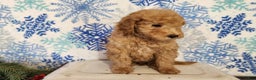 Mini Goldendoodle dogs for sale: Indy - Ad 7