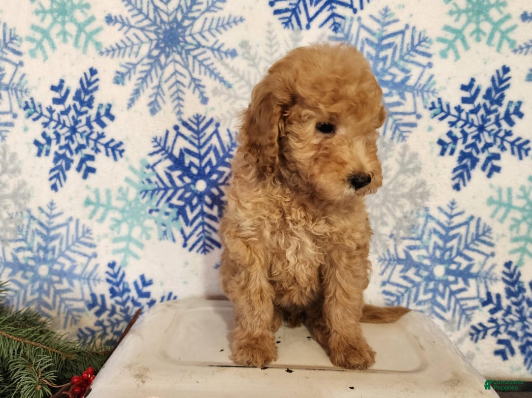 Mini Goldendoodle dogs for sale: Indy - Ad 7