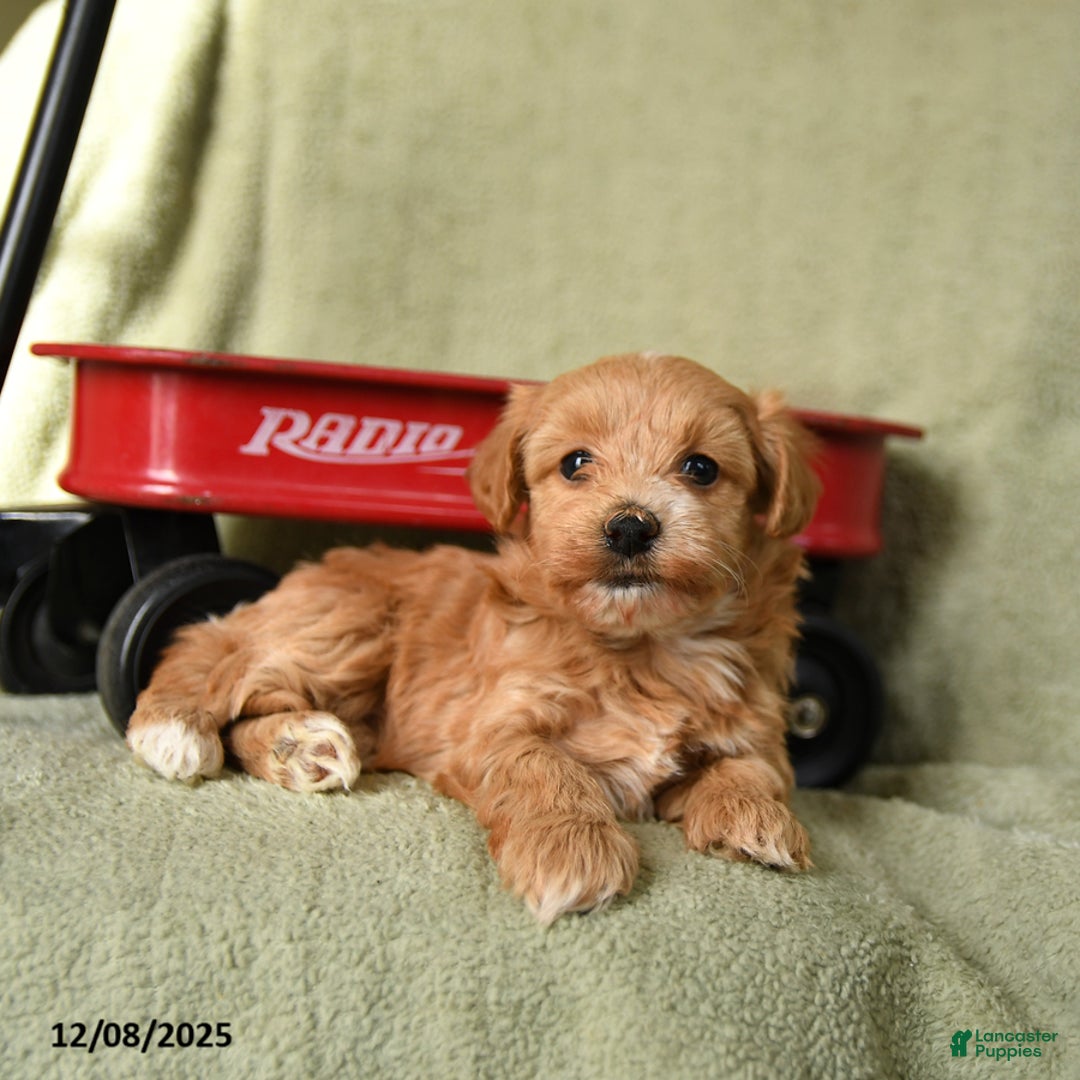 Havapoo dogs for sale: Lula - Ad 1