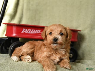 Havapoo dogs Lula - Ad 29