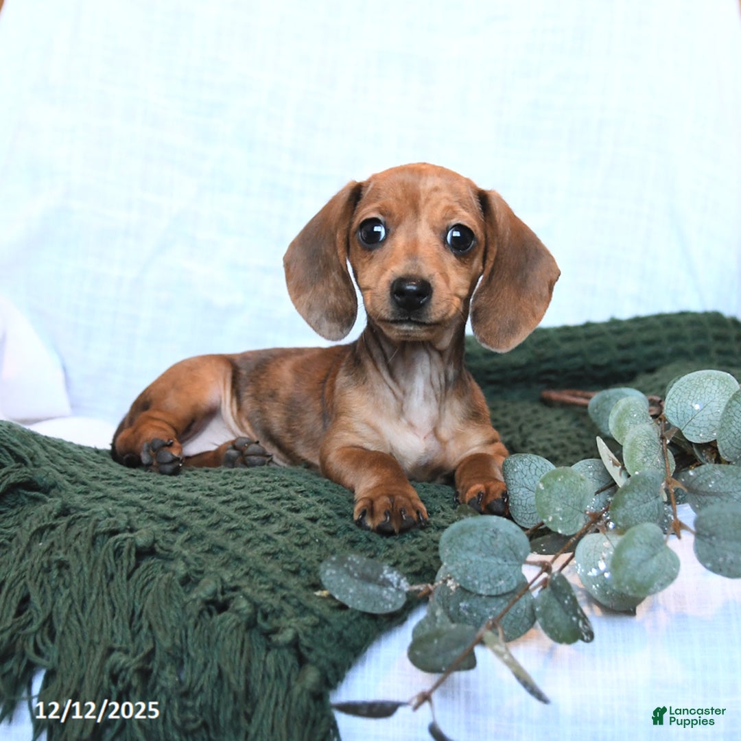 Miniature Dachshund dogs for sale: Joy - Ad 4