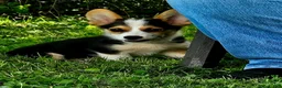 Welsh Corgi Pembroke dogs for sale: Blue Male - Ad 3