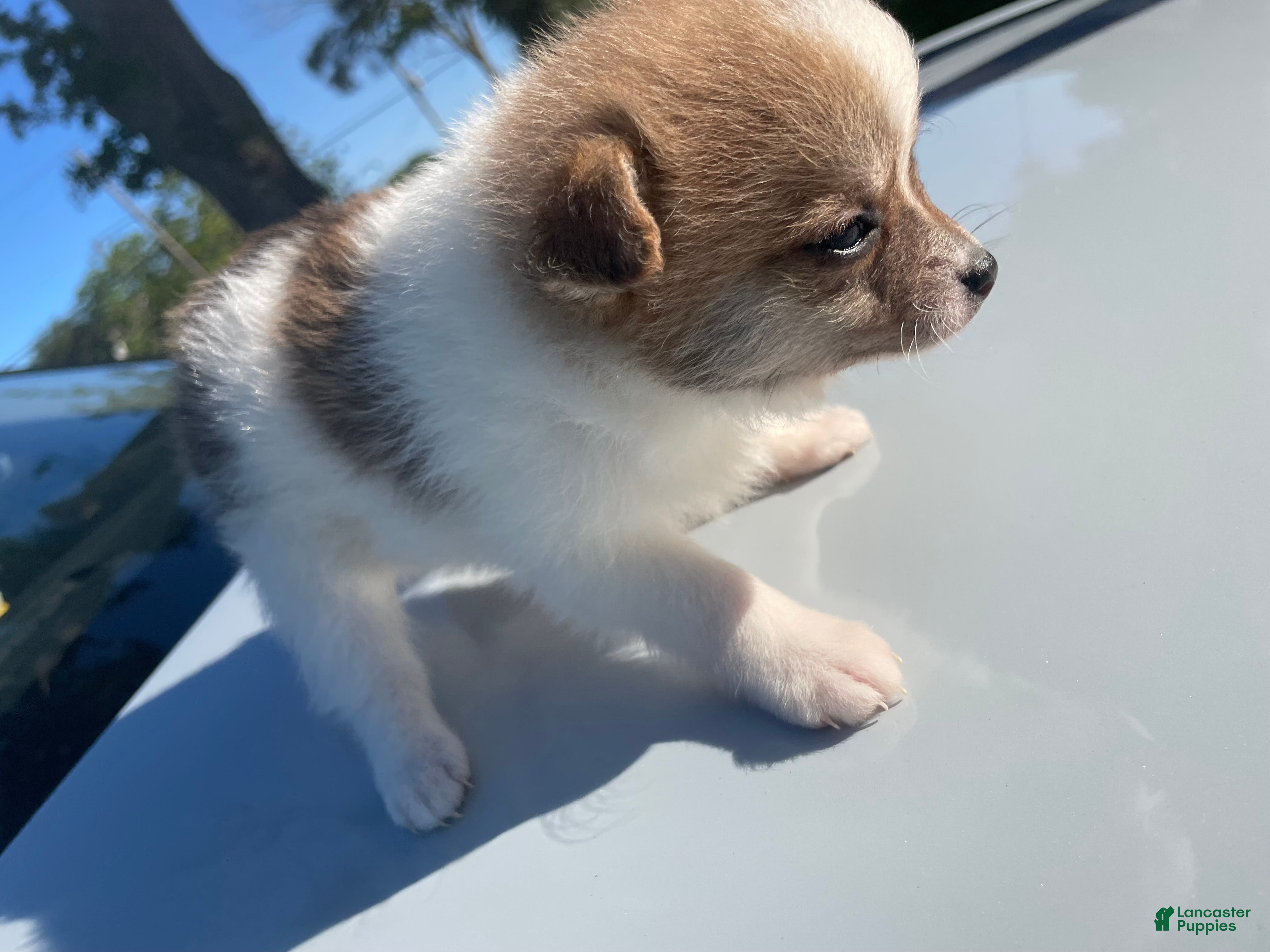 Mixed Breed dogs Mixed Breed Puppy 2 - Ad 4