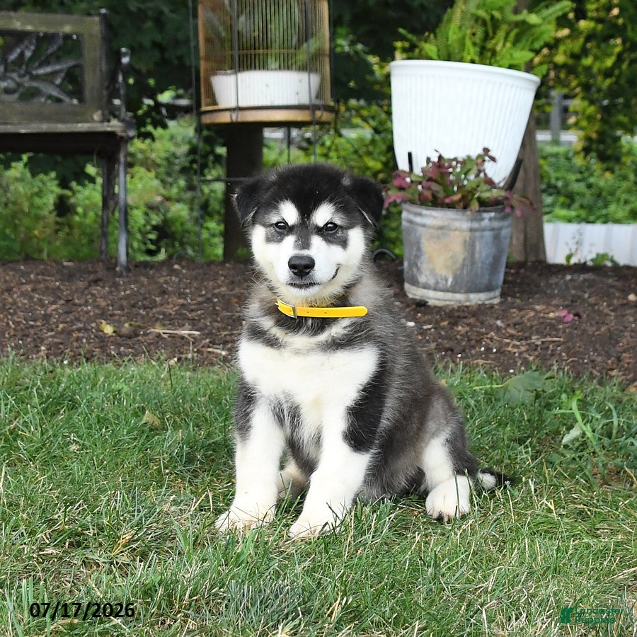 Alaskan Malamute dogs Stormy - Ad 1