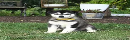 Alaskan Malamute dogs for sale: Stormy - Ad 1