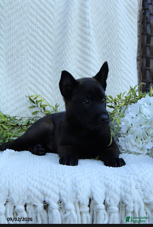 Belgian Malinois dogs Zeke - Ad 1