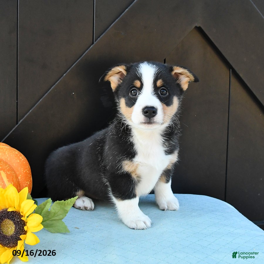 Welsh Corgi Pembroke dogs Molly - Ad 1
