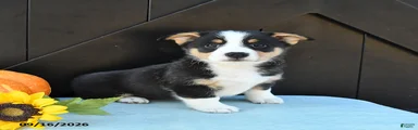 Molly