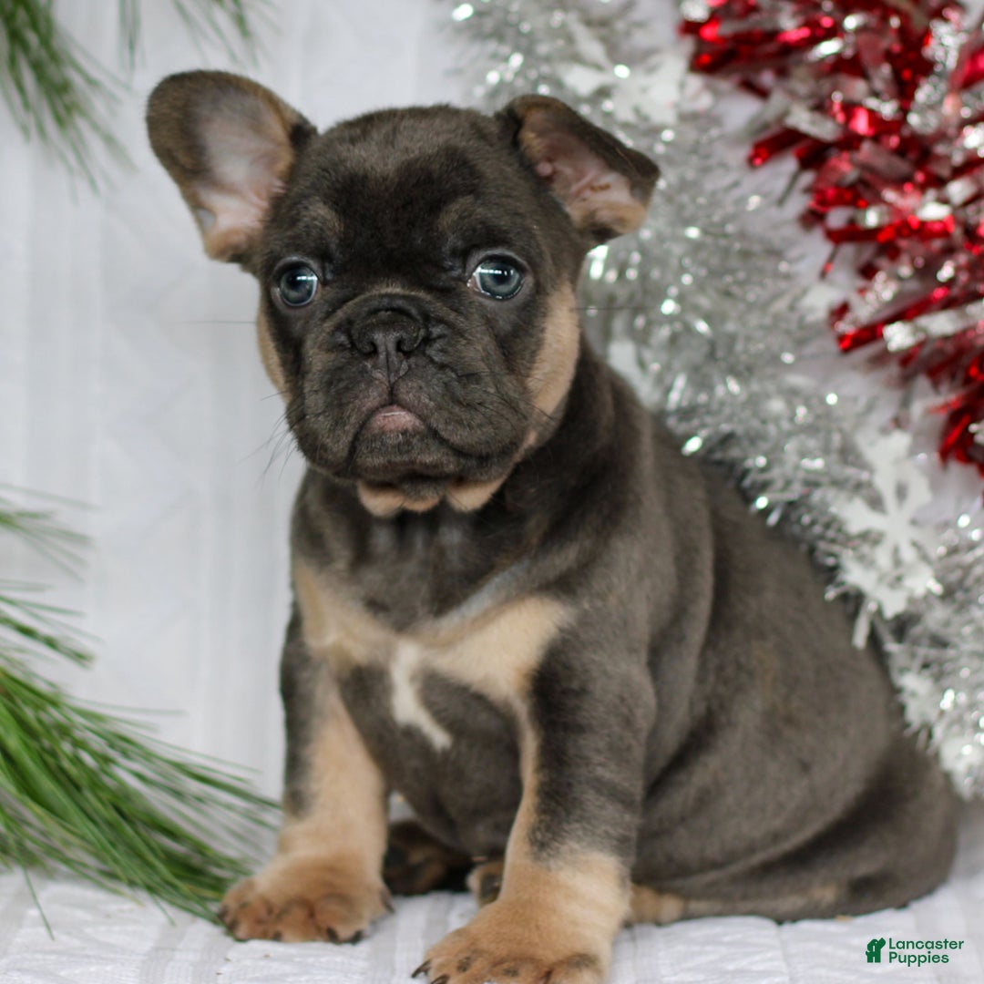 French Bulldog dogs for sale: Peppa  - Ad 3