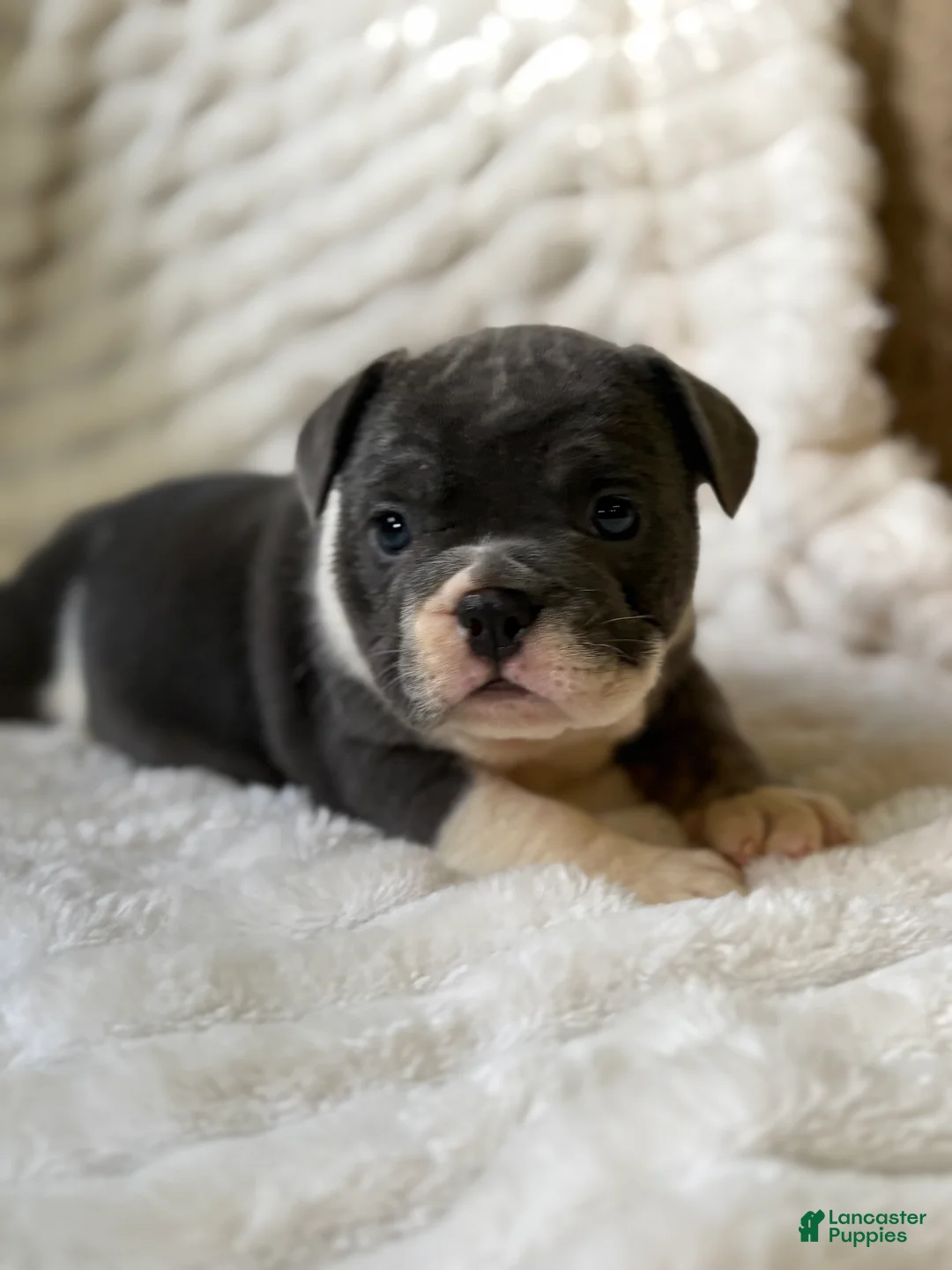Mixed Breed dogs for sale: Judy  - Ad 2