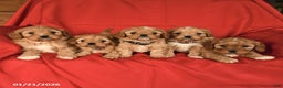 Cavapoo dogs for sale: Chunky - Ad 5