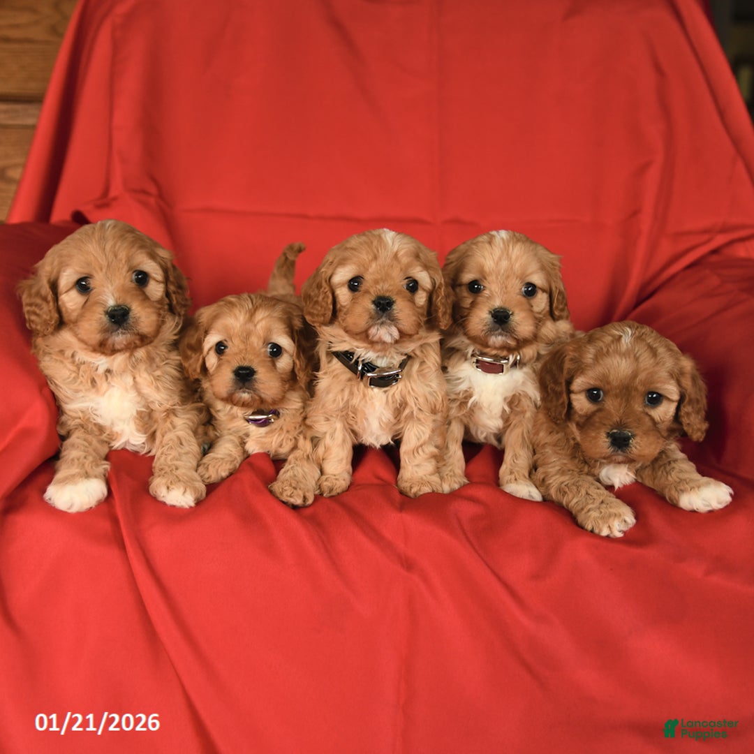 Cavapoo dogs for sale: Chunky - Ad 5