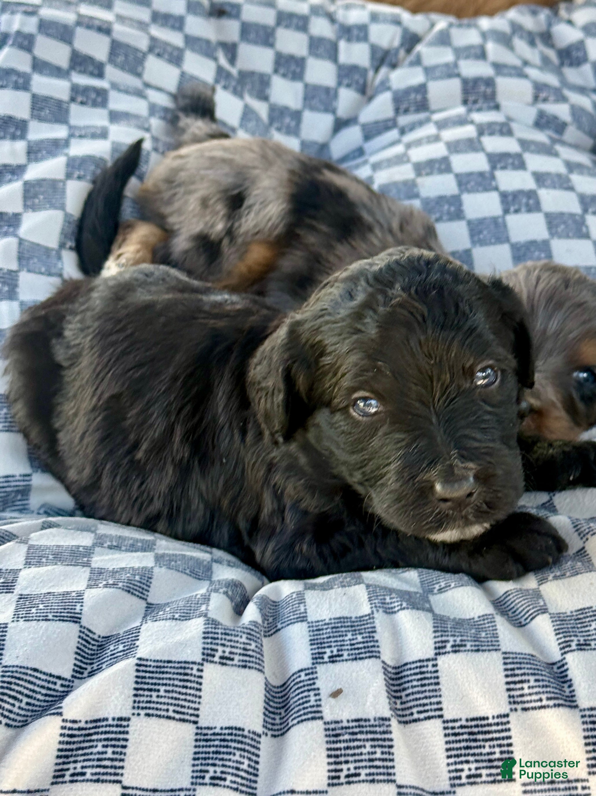 Bernedoodle dogs Sabrina - Ad 1