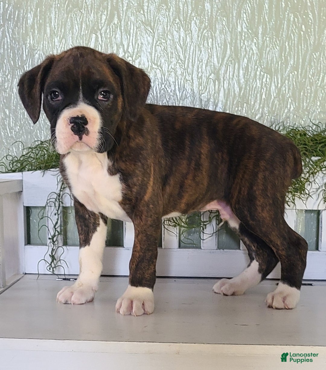 Boxer dogs for sale: Rocky - Ad 7