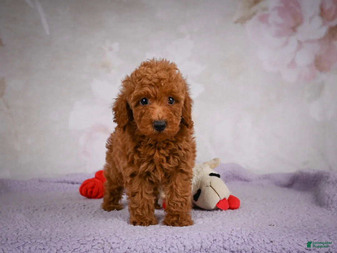 Miniature Poodle dogs for sale: Jake - Ad 2