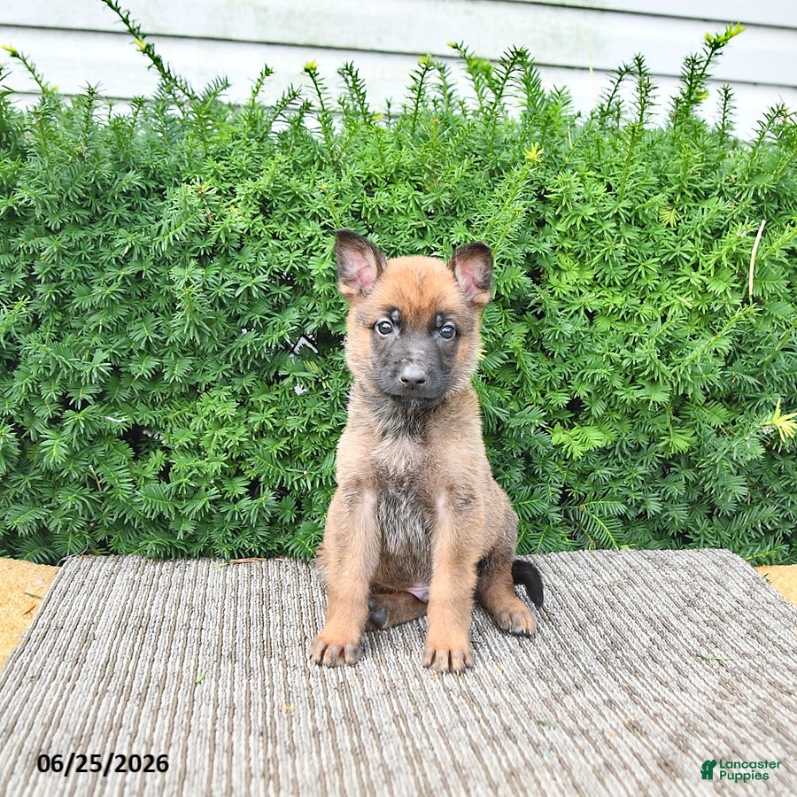 Mixed Breed dogs Archie - Ad 1