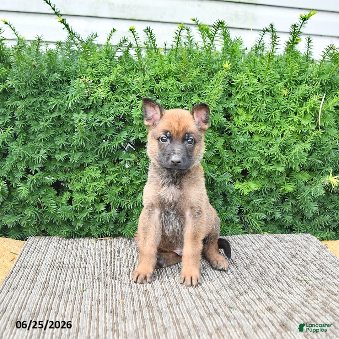 Mixed Breed dogs for sale: Archie - Ad 1