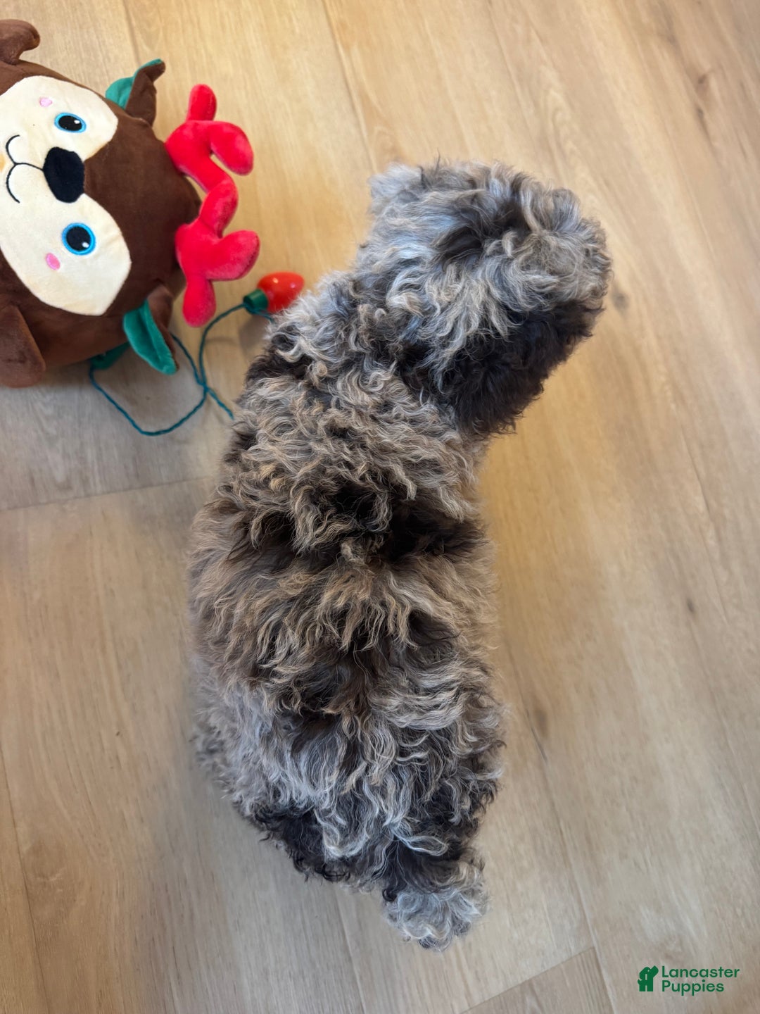 Mini Goldendoodle dogs for sale: Lucy - Ad 3