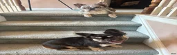 French Bulldog dogs for sale: Euro - Ad 3