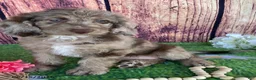Miniature Labradoodle dogs for sale: Sunshine - Ad 4