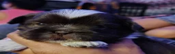 Shih Tzu dogs for sale: Shih Tzu Puppy 3 - Ad 2