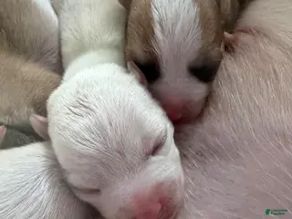 Mixed Breed dogs for sale: Mixed Breed Puppy 2 - Ad 3