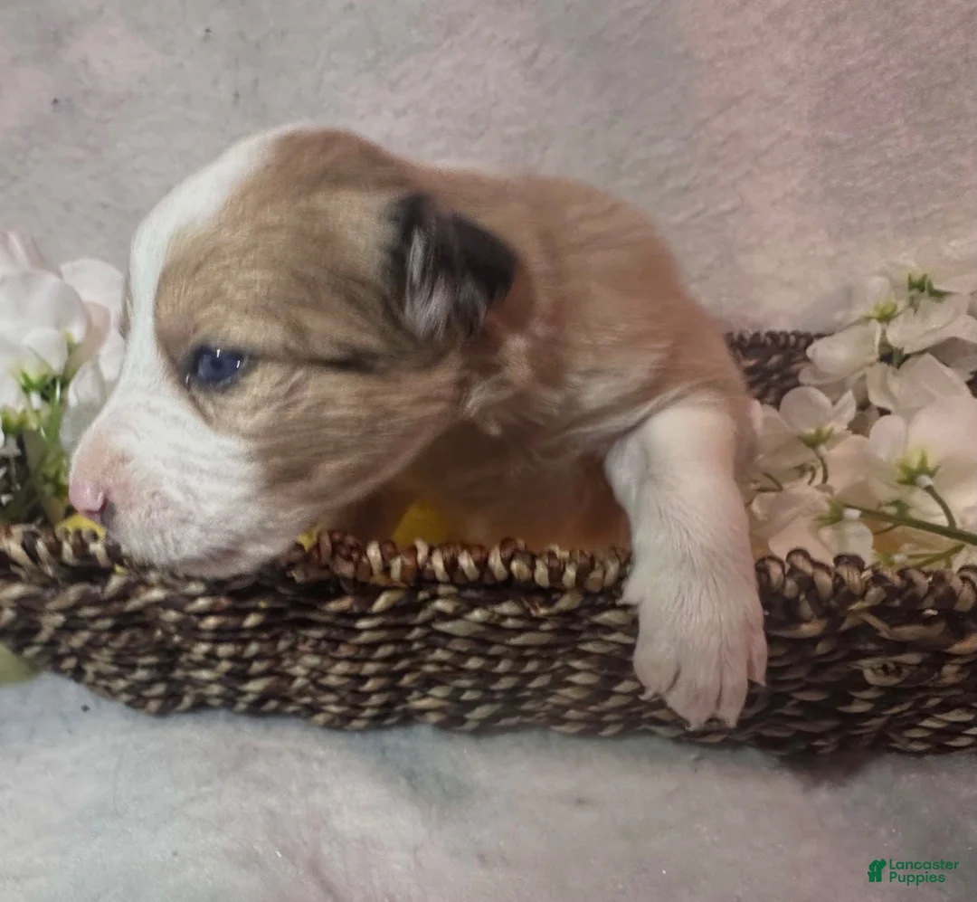 Border Collie dogs for sale: Cedar  - Ad 2