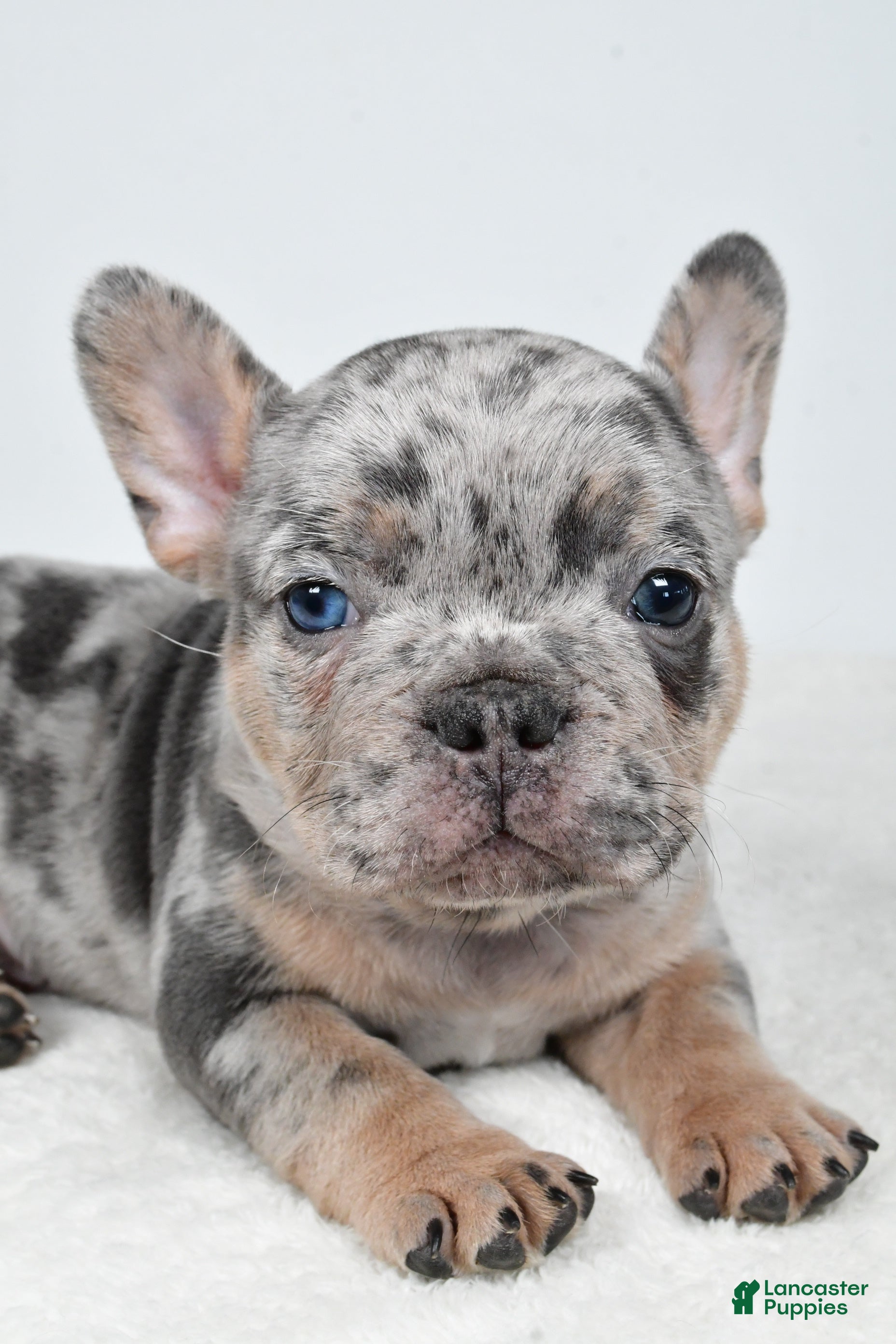 French Bulldog dogs Buster  - Ad 2