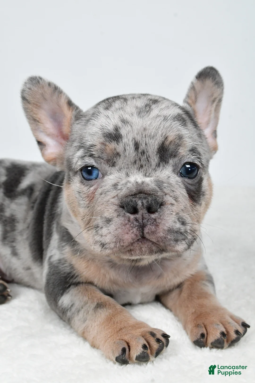 French Bulldog dogs for sale: Buster  - Ad 2