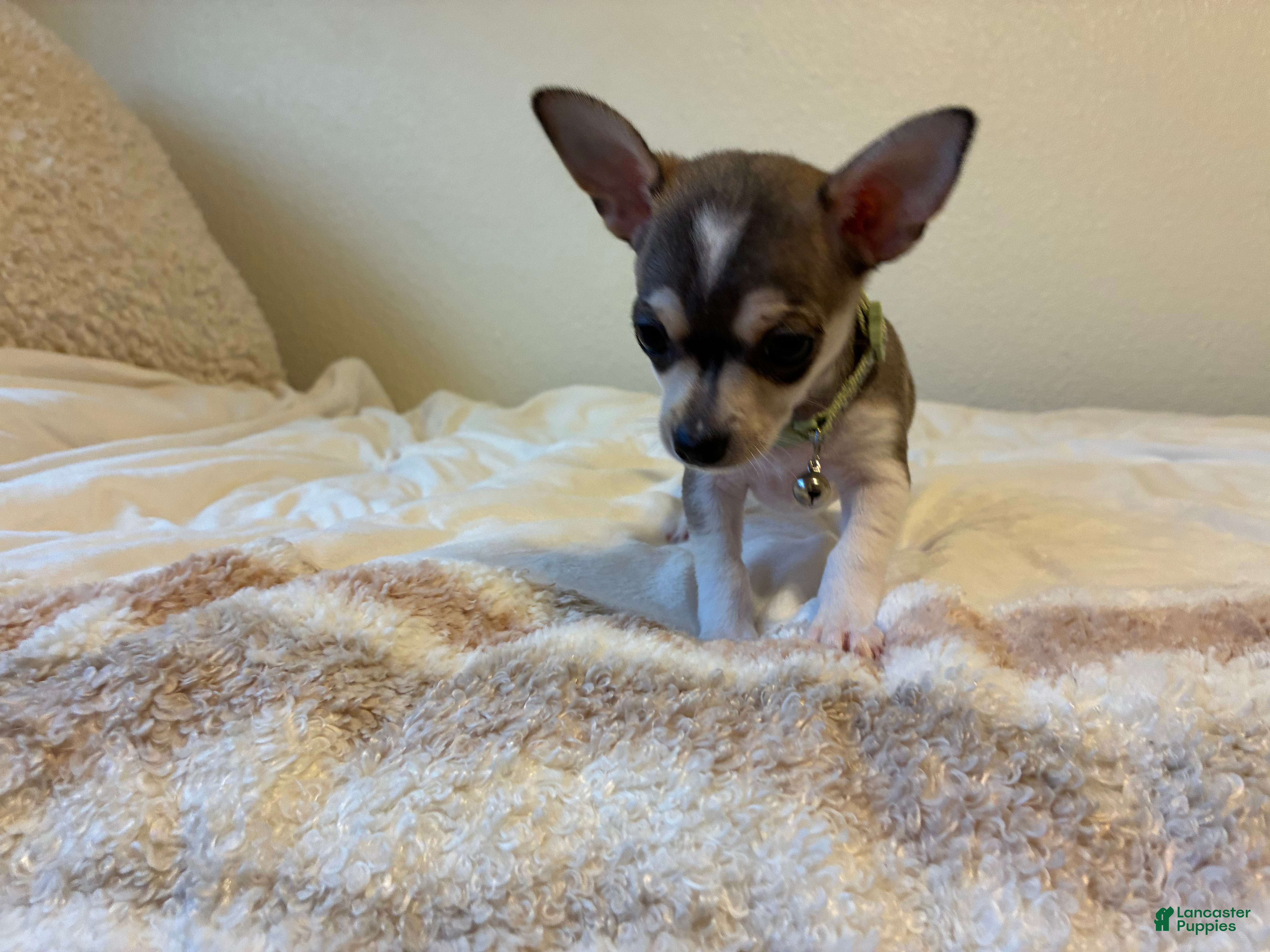 Chihuahua dogs Chihuahua 1 - Ad 1
